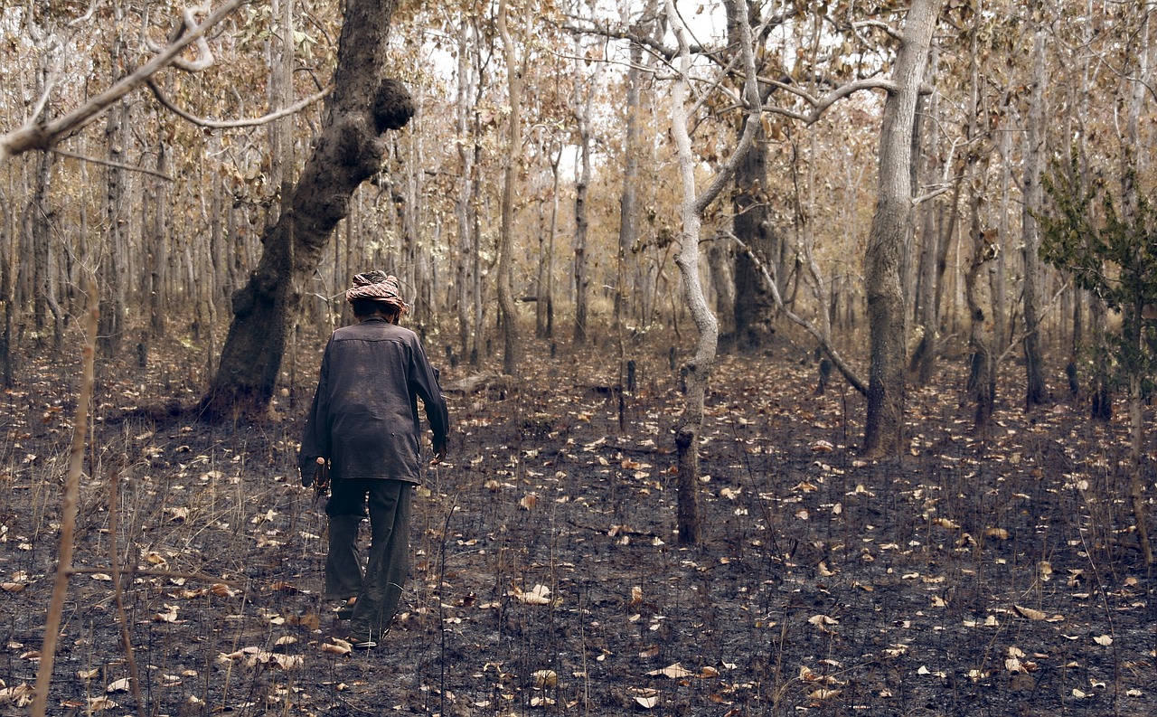 The Devastating Effect of Forest Fires and Climate Change